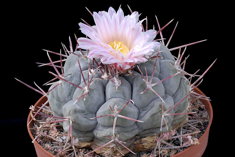 Thelocactus hexaedrophorus D. 10 € 22.00.jpg